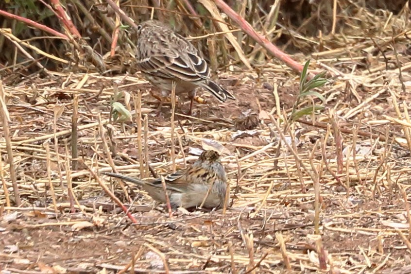 Clay-colored Sparrow - ML623821517