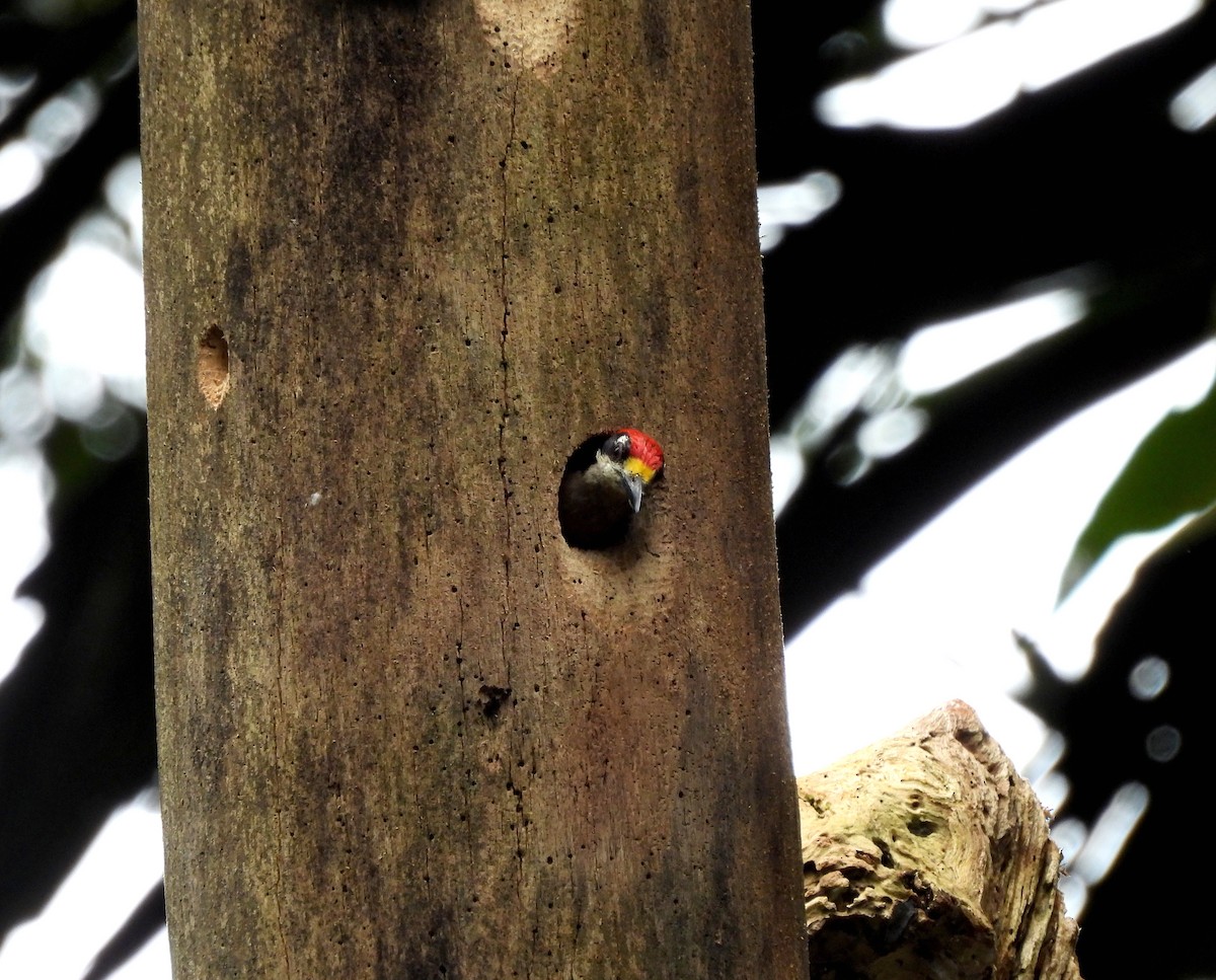 Black-cheeked Woodpecker - ML623821532