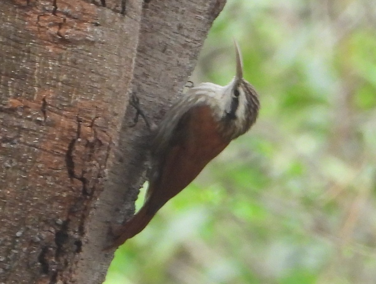 Narrow-billed Woodcreeper - ML623821535