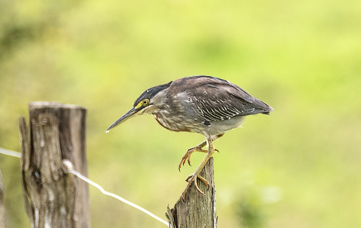 Striated Heron (South American) - ML623821560