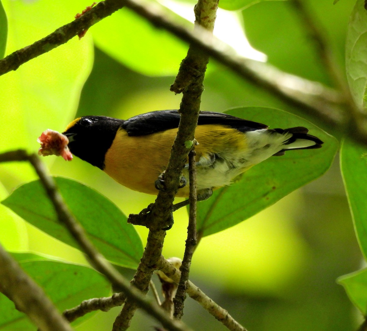 White-vented Euphonia - ML623821562