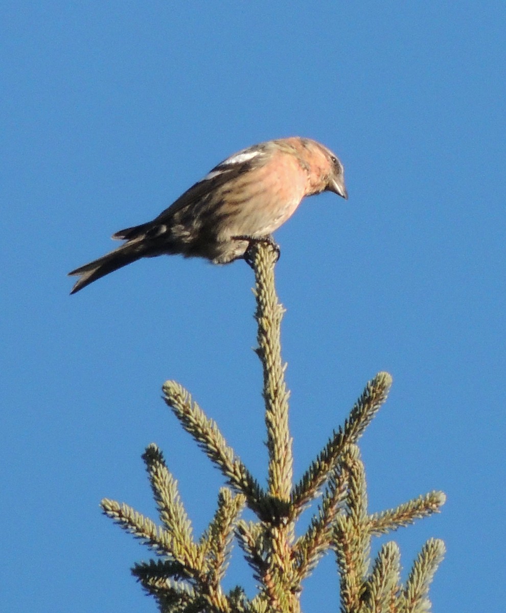 White-winged Crossbill - ML623821564