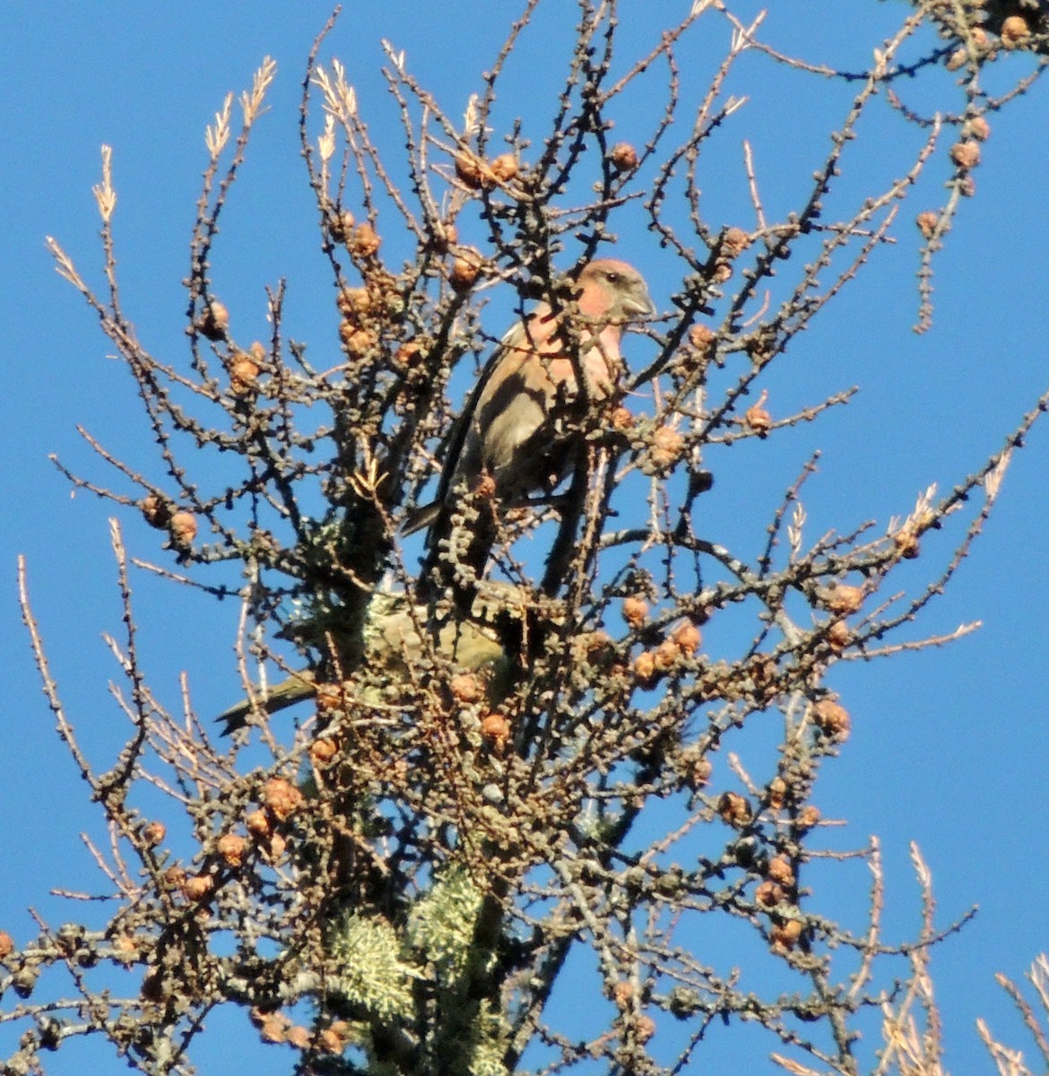 White-winged Crossbill - ML623821565