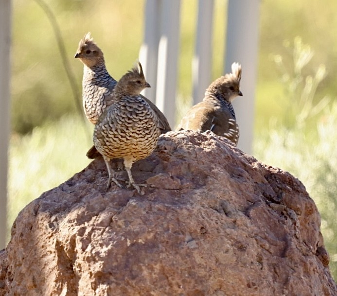 Scaled Quail - ML623821566