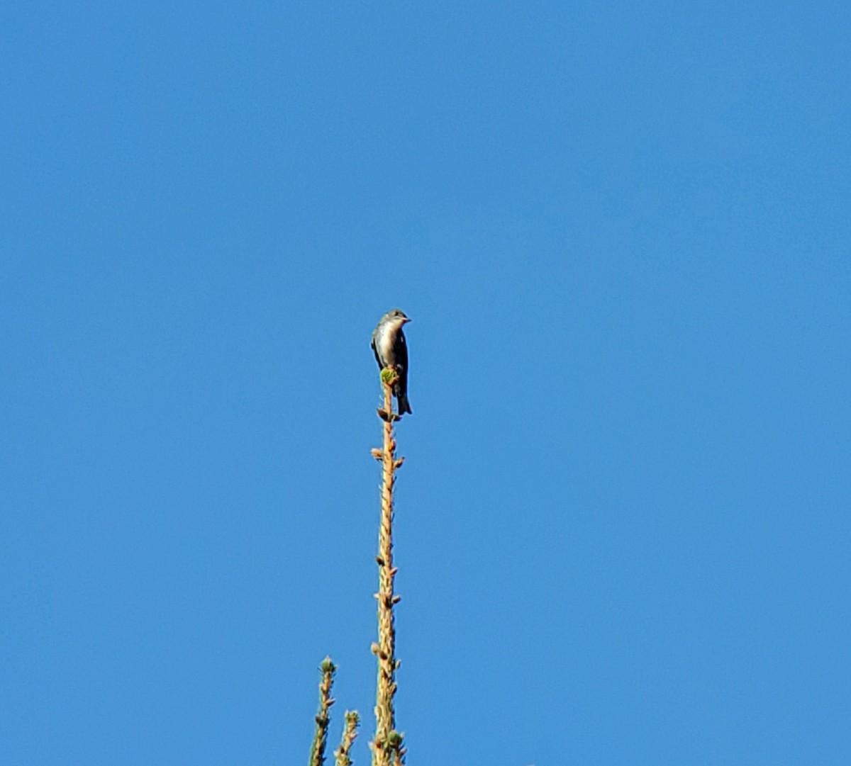 Olive-sided Flycatcher - ML623821567