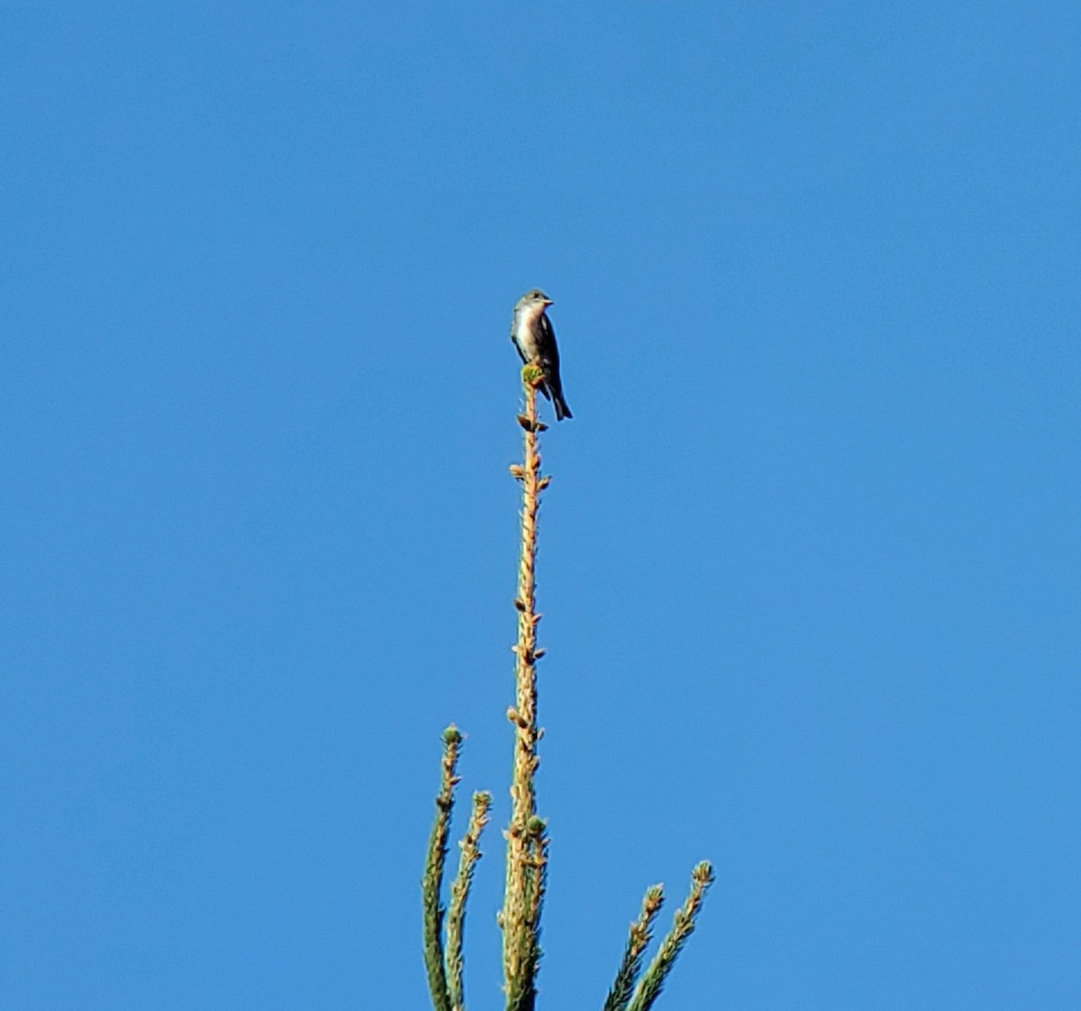 Olive-sided Flycatcher - ML623821568