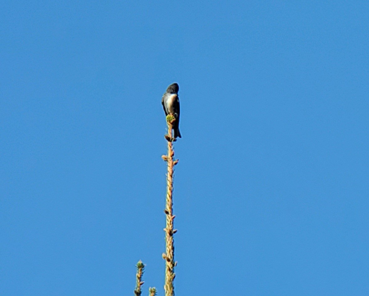 Olive-sided Flycatcher - ML623821569