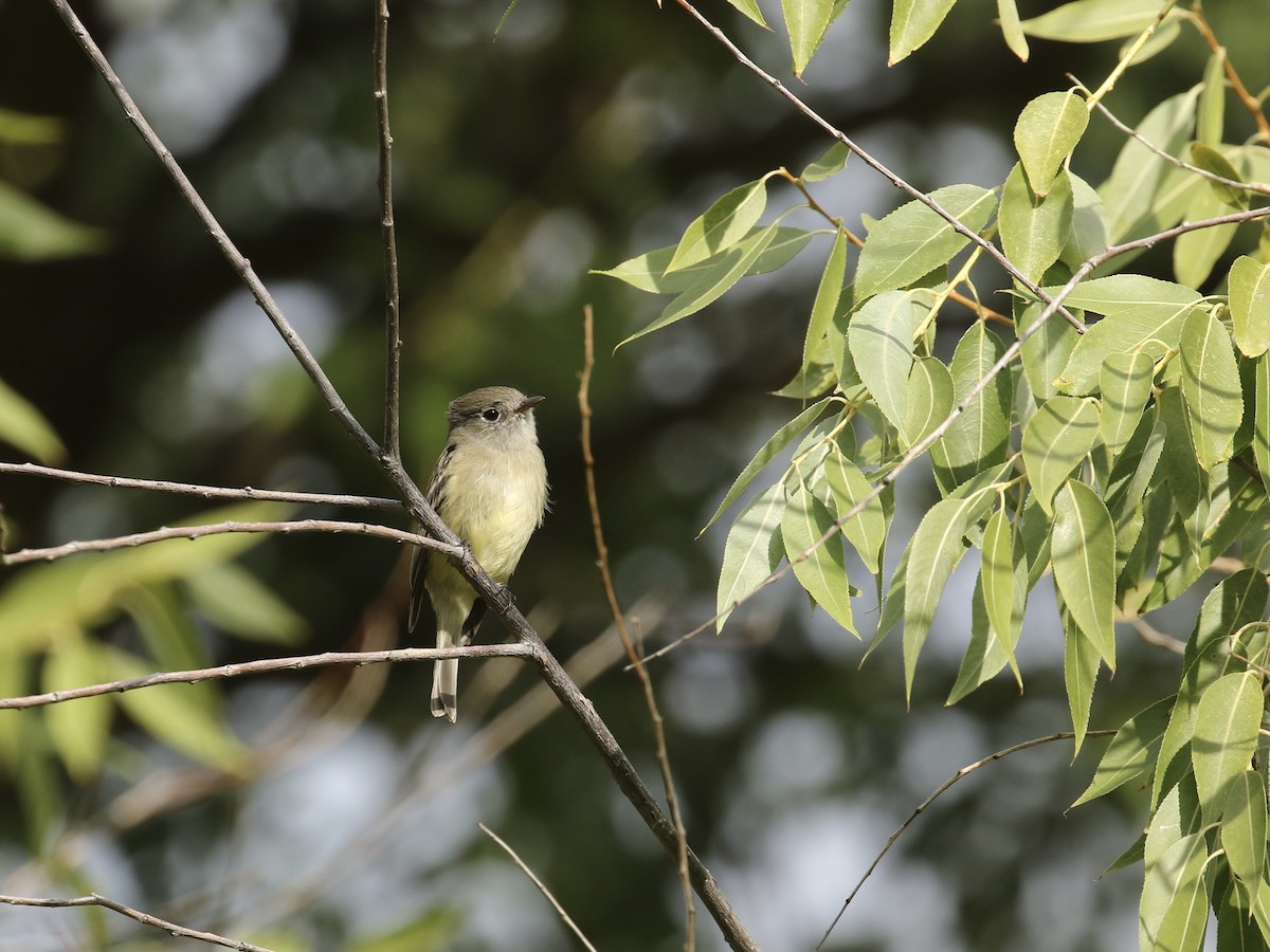 Hammond's Flycatcher - ML623821621