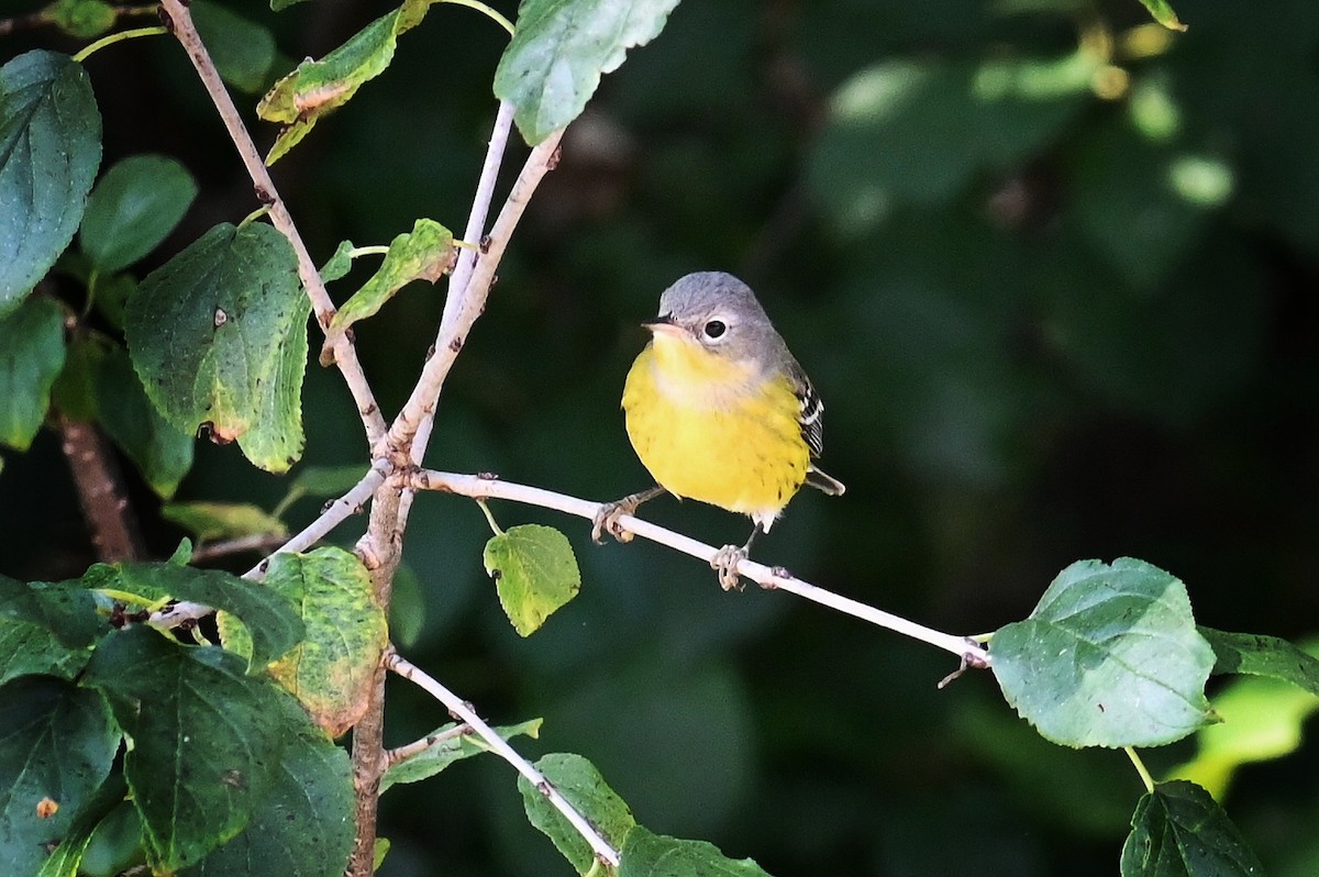 Magnolia Warbler - Lisa Draper