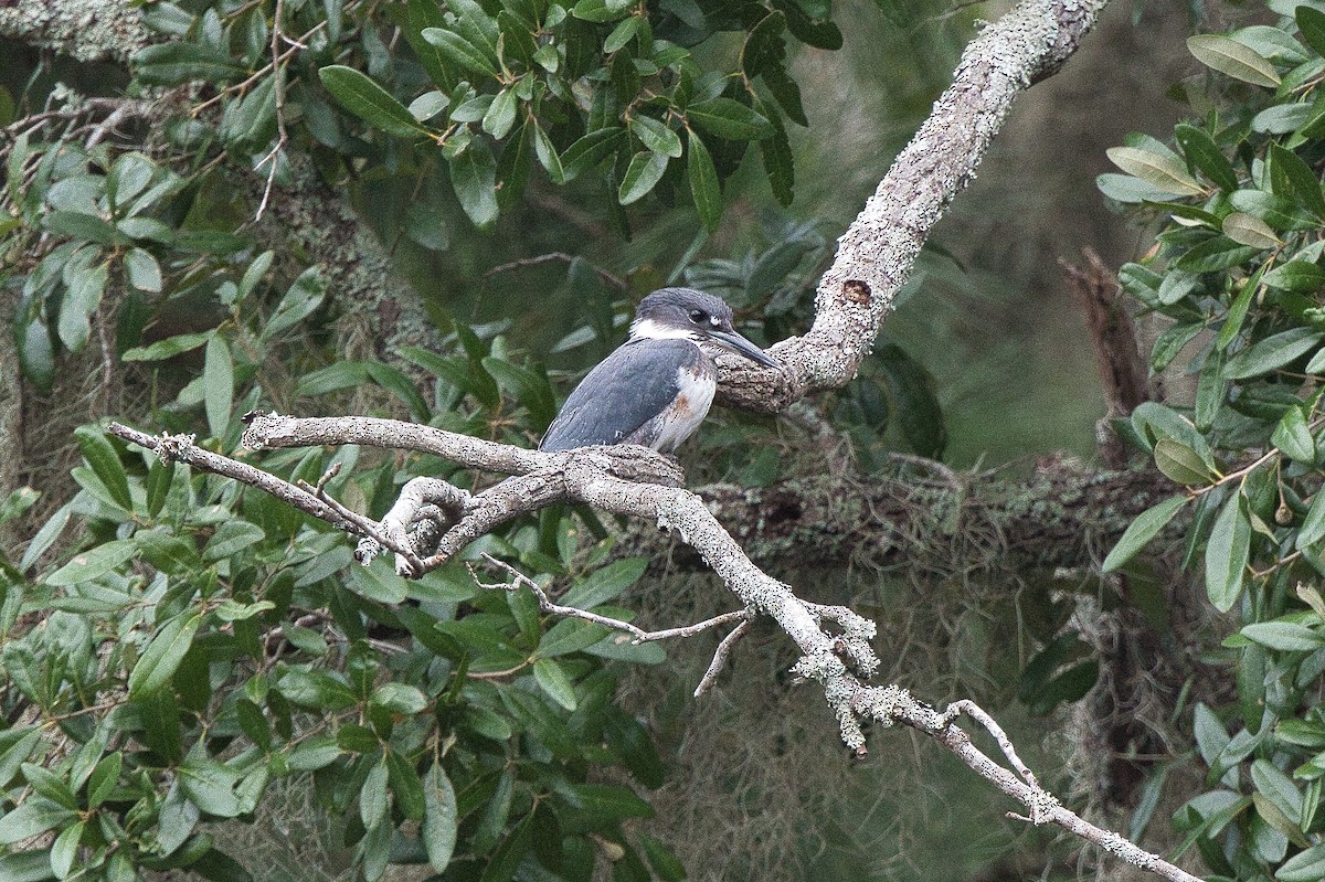 Belted Kingfisher - ML623821624