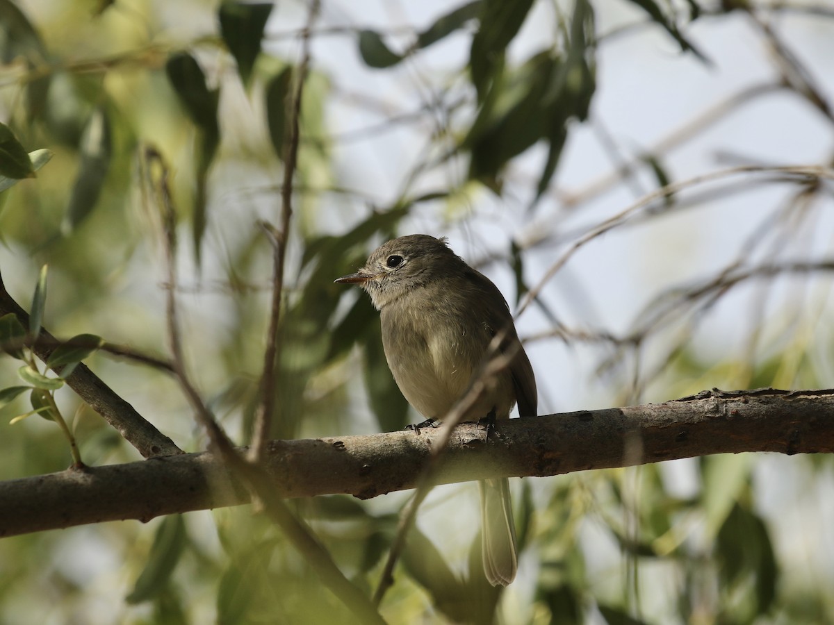 Dusky Flycatcher - ML623821629