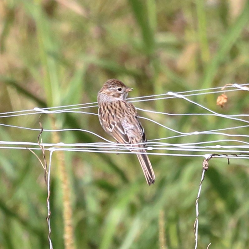 Brewer's Sparrow - ML623821630