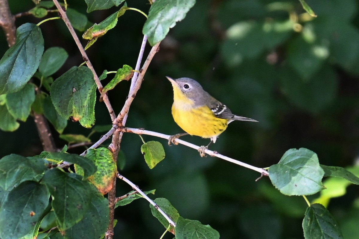 Magnolia Warbler - ML623821632