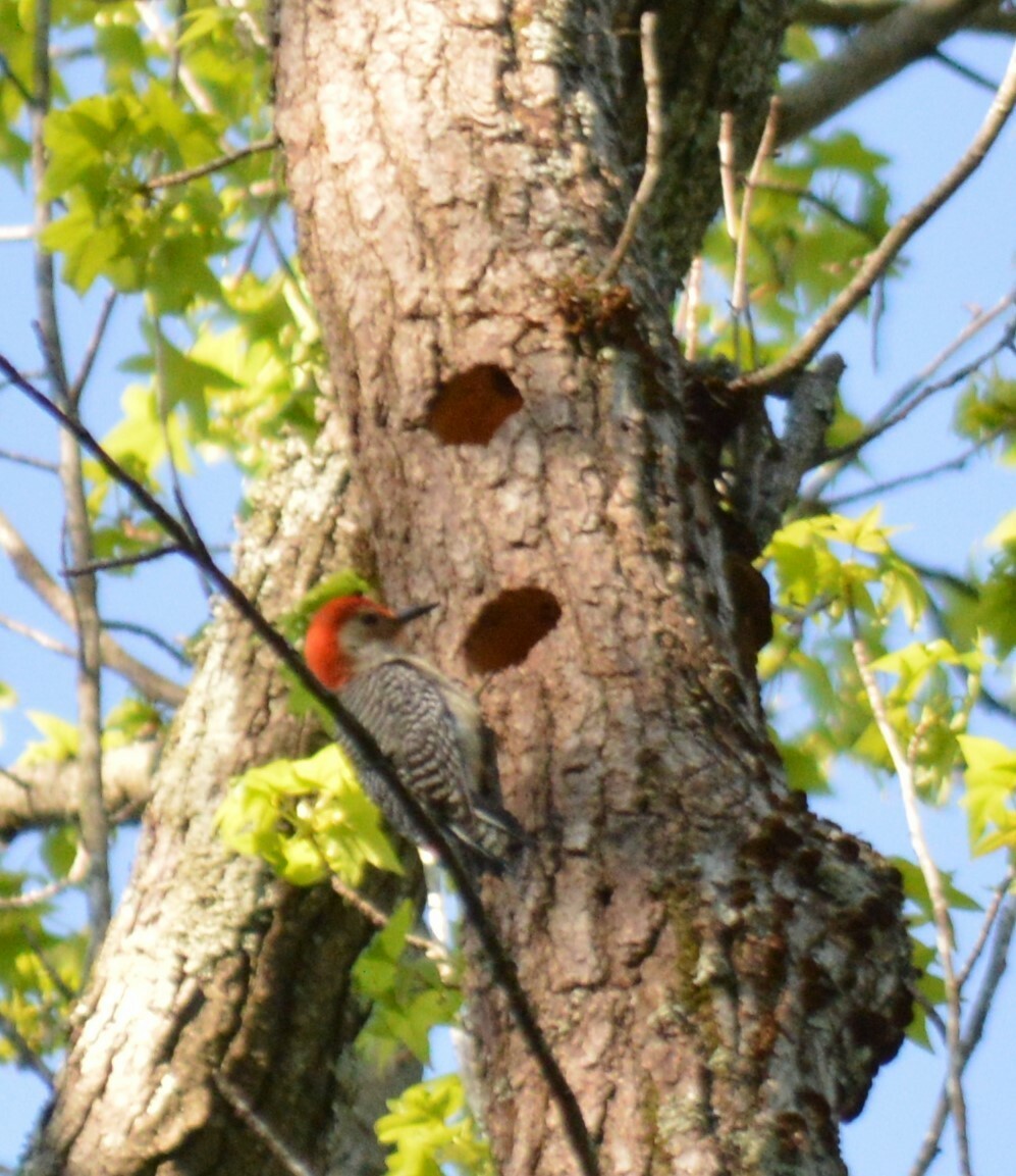 Red-bellied Woodpecker - ML623821633