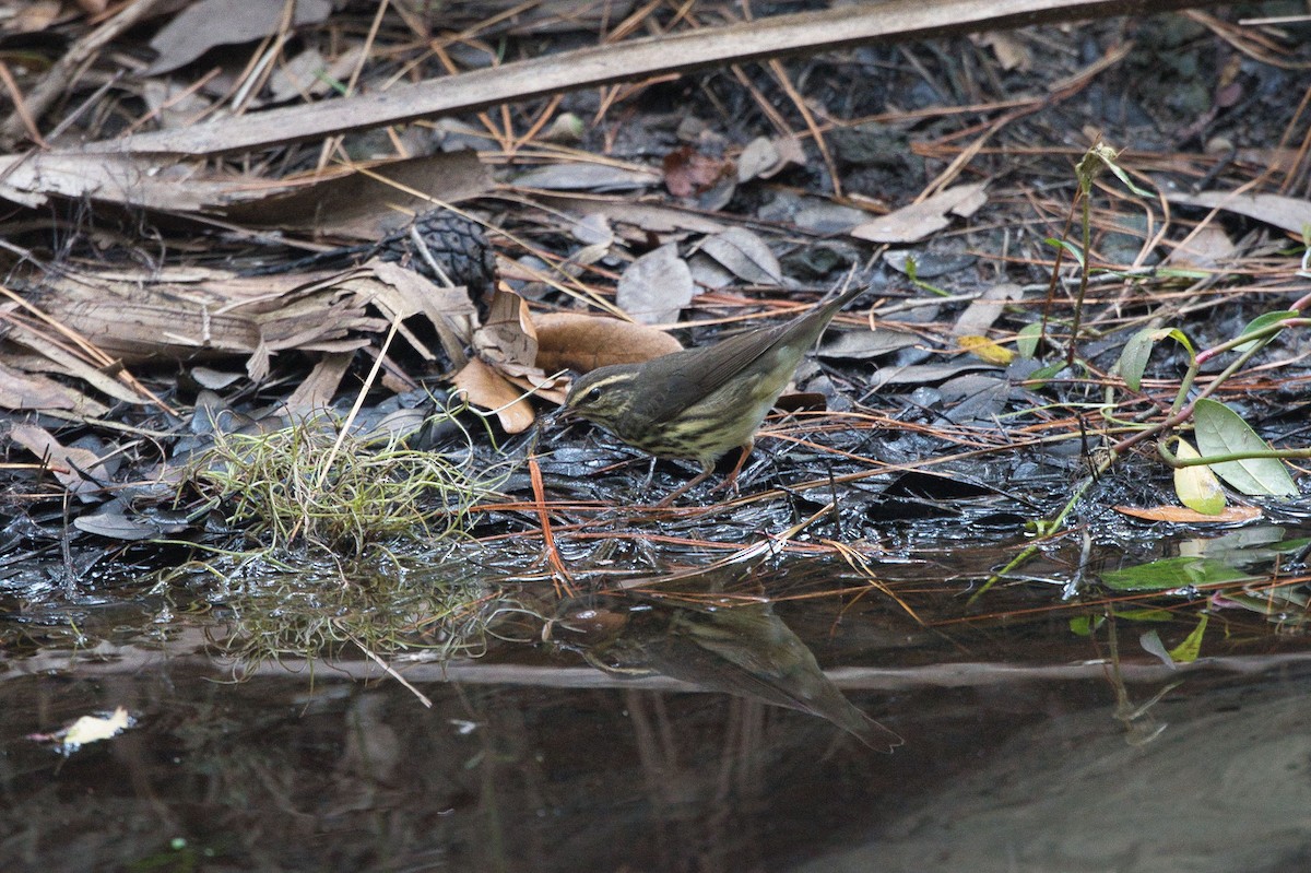 Northern Waterthrush - ML623821635