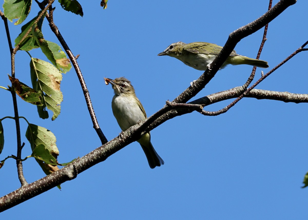 Red-eyed Vireo - Kelly McMillan