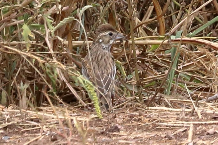 Lark Sparrow - ML623821639