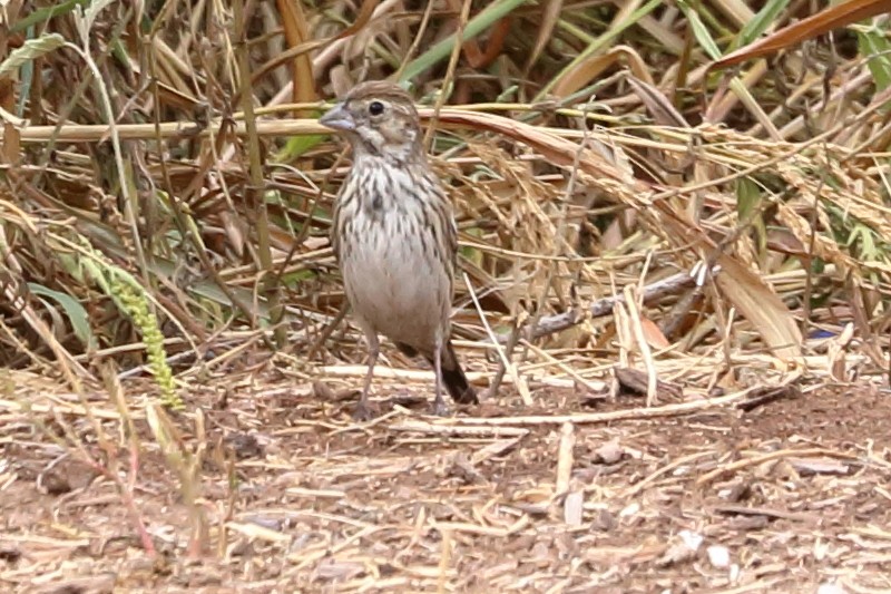 Lark Sparrow - ML623821640