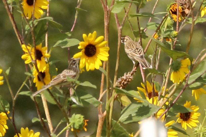 Lark Sparrow - ML623821641