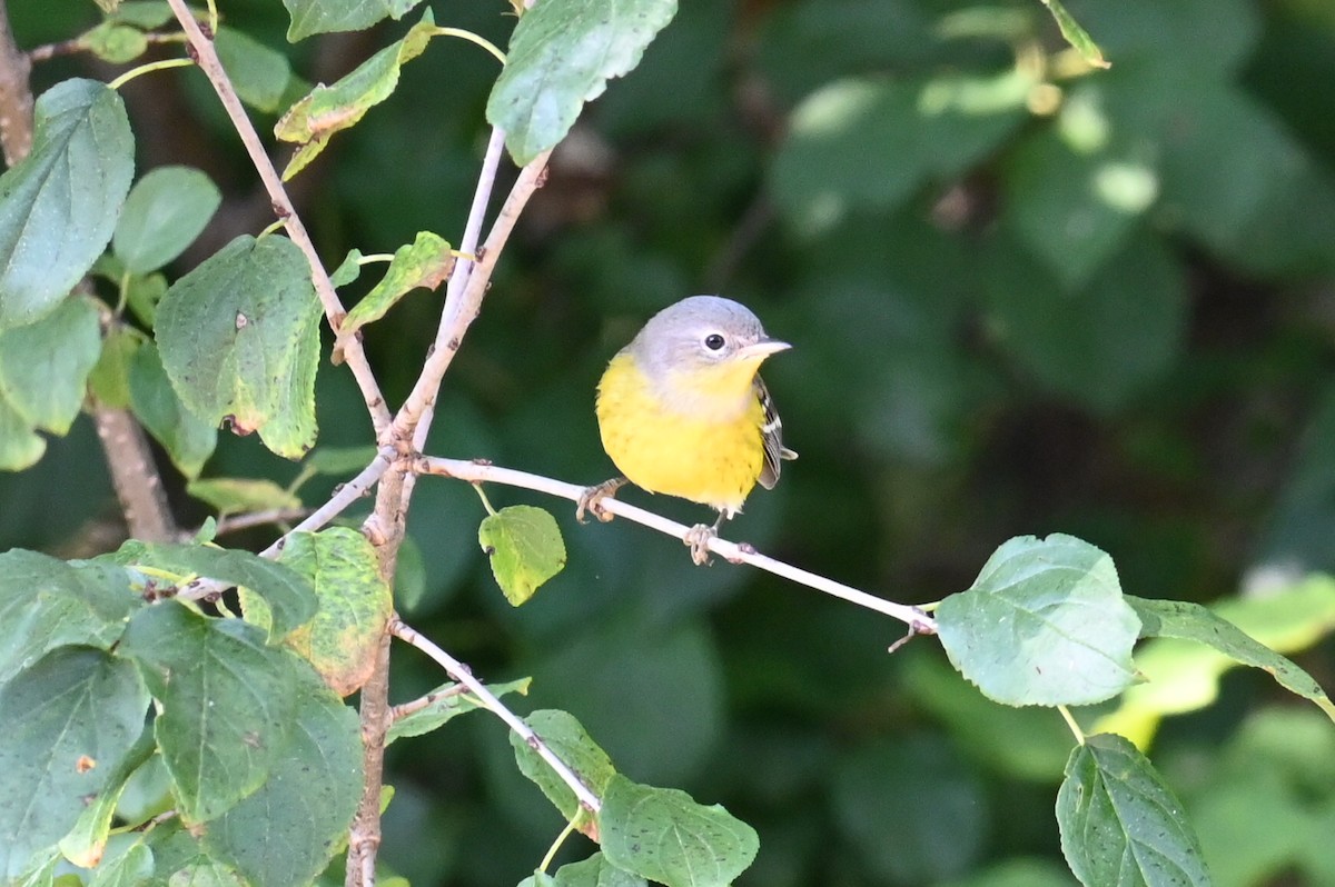 Magnolia Warbler - ML623821647