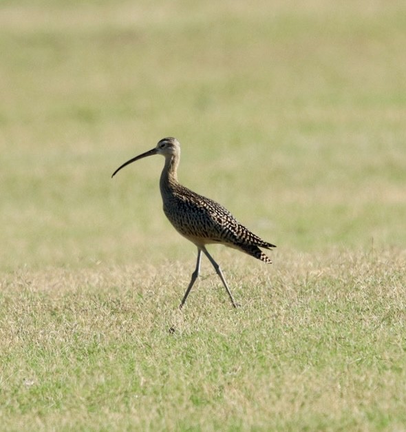 Long-billed Curlew - ML623821648