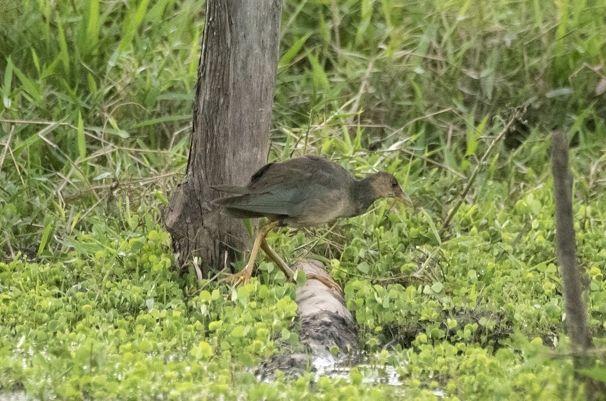 Pollo sultano della Martinica - ML623821650