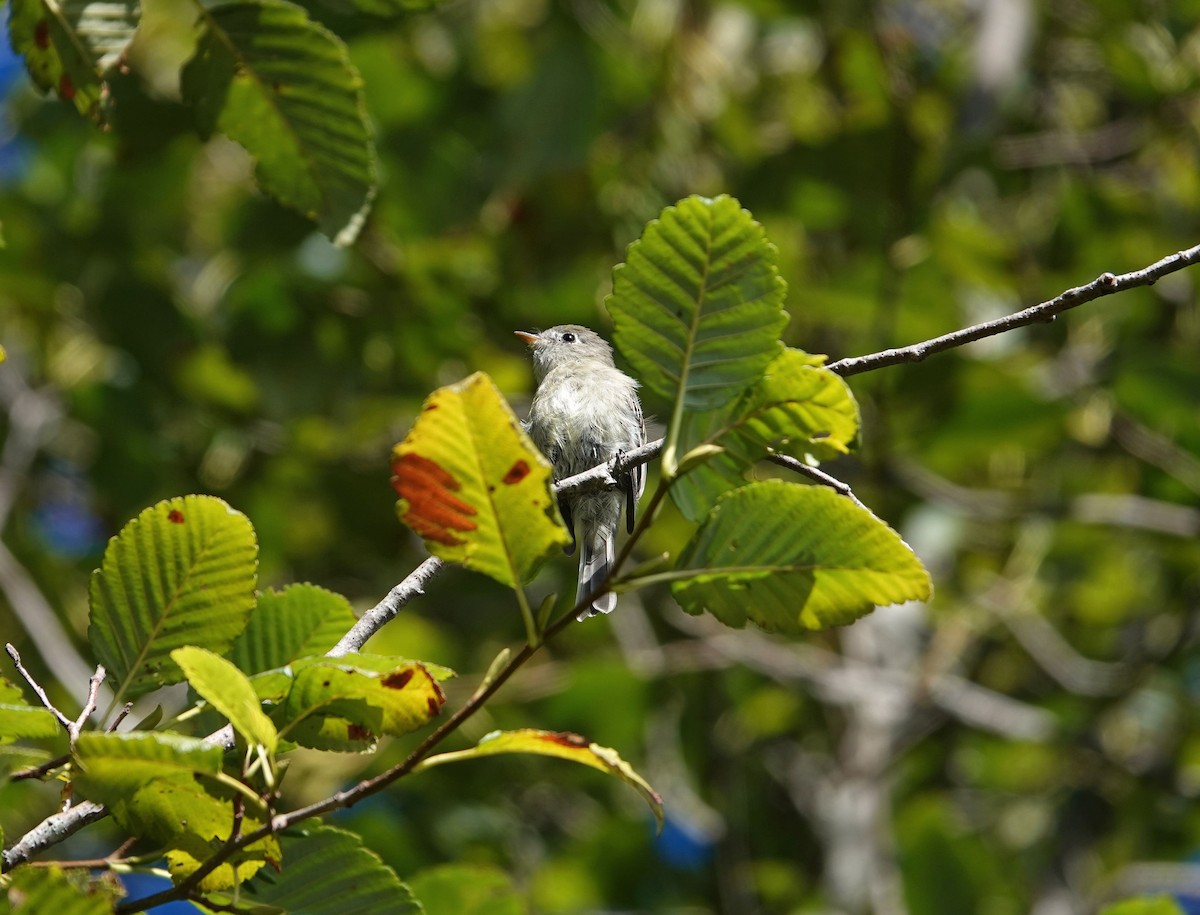 Hammond's Flycatcher - ML623821653