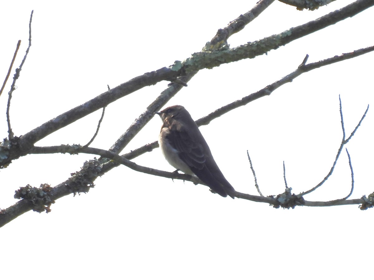 Northern Rough-winged Swallow - Cynthia Nickerson