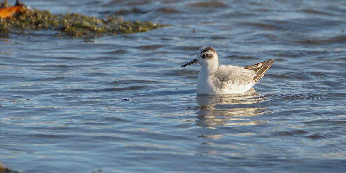 polarsvømmesnipe - ML623821718