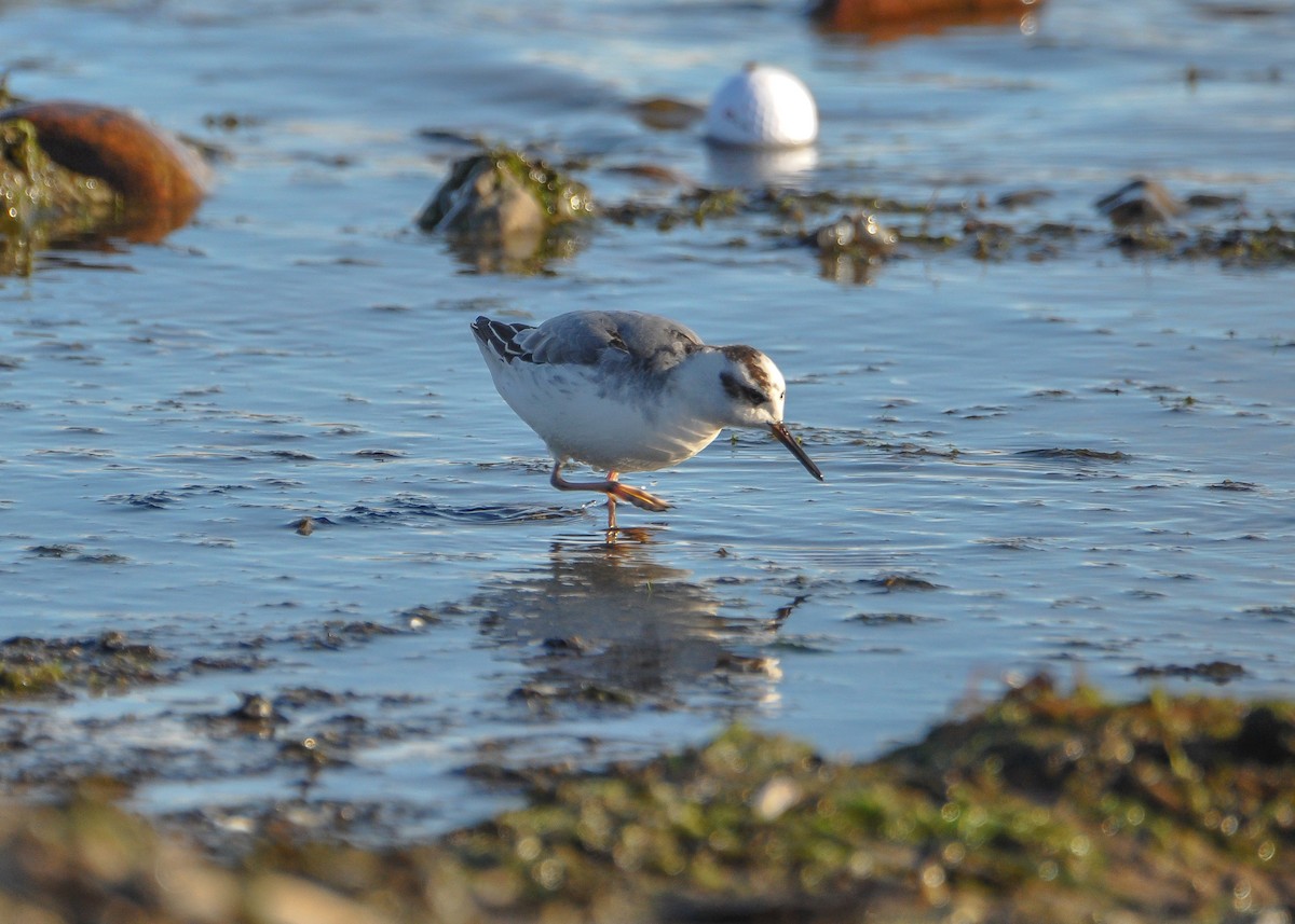 polarsvømmesnipe - ML623821720