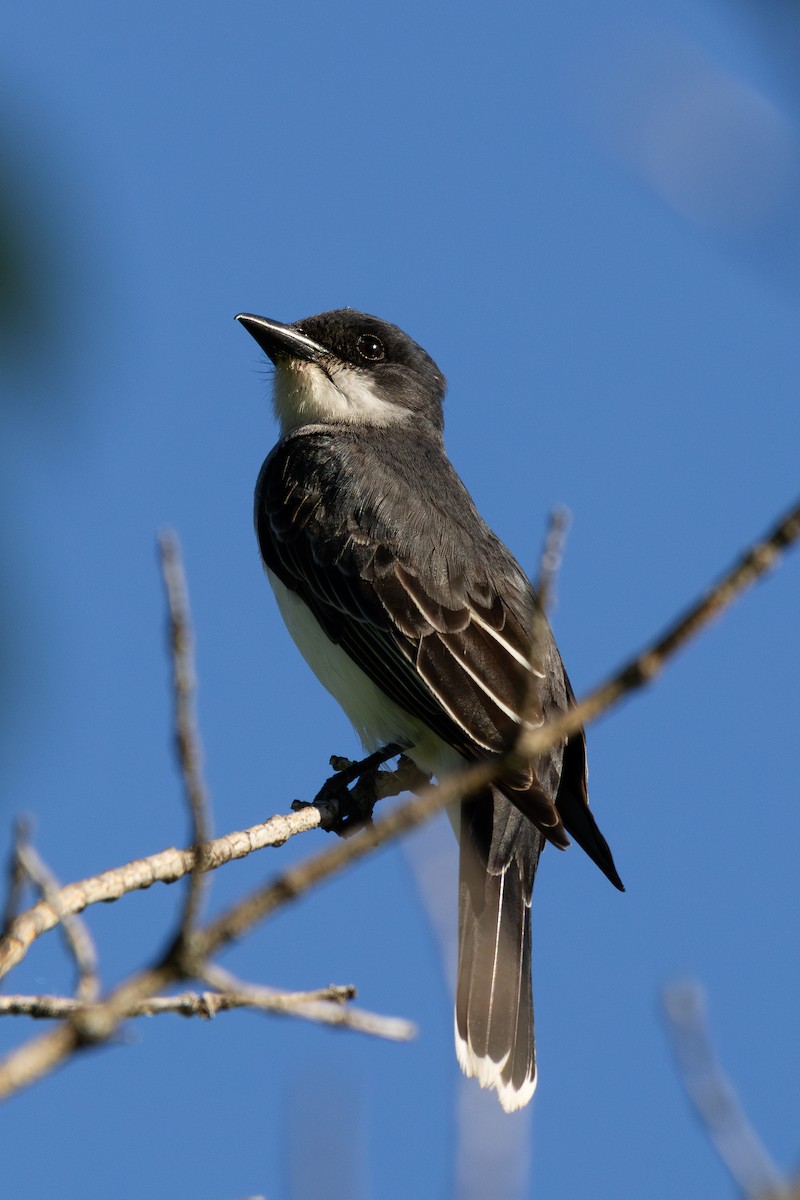 Eastern Kingbird - ML623821741