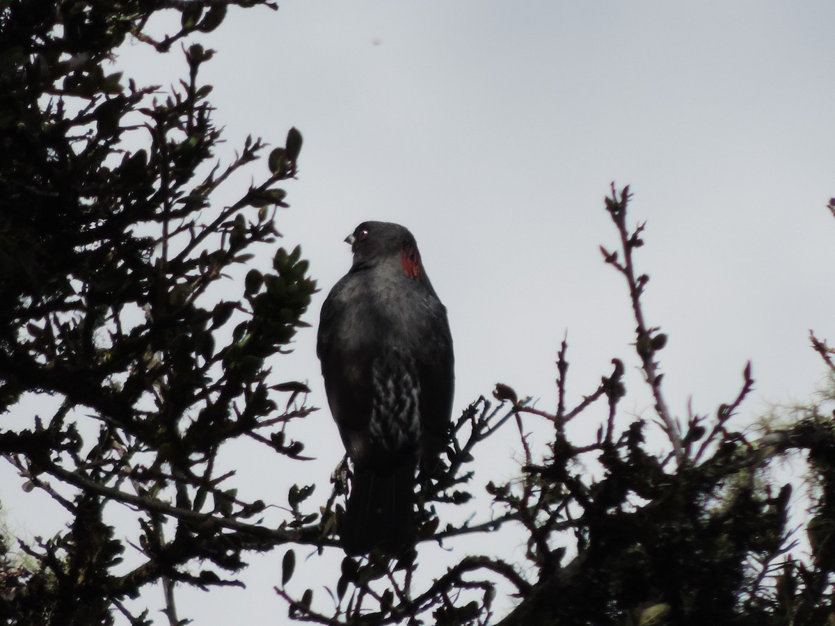 Red-crested Cotinga - ML623821765