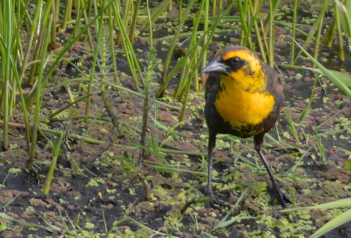 Yellow-headed Blackbird - ML623821768