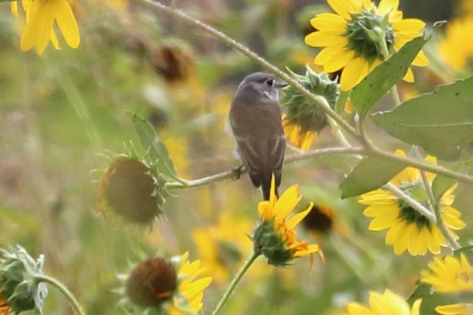 Dusky Flycatcher - ML623821769