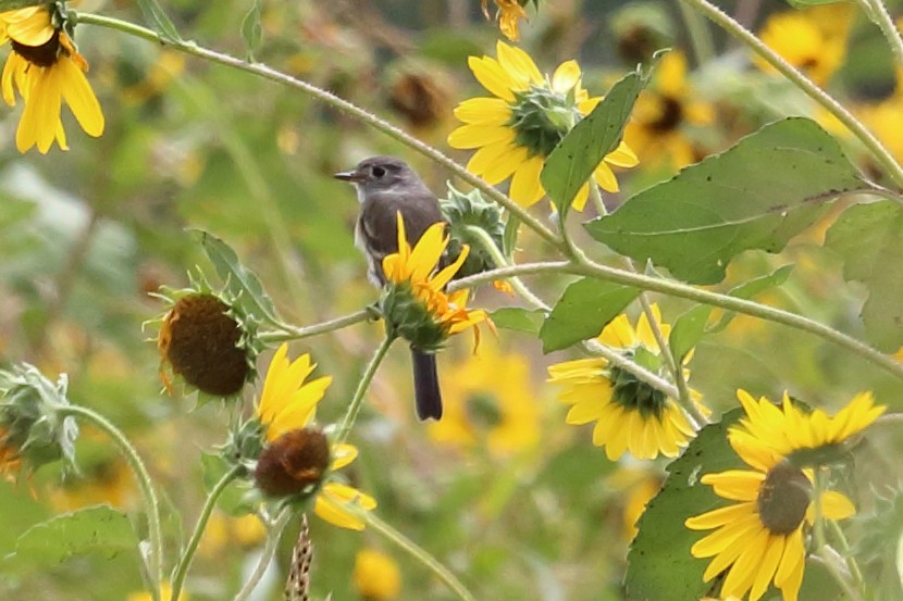 Dusky Flycatcher - Susan Hunter