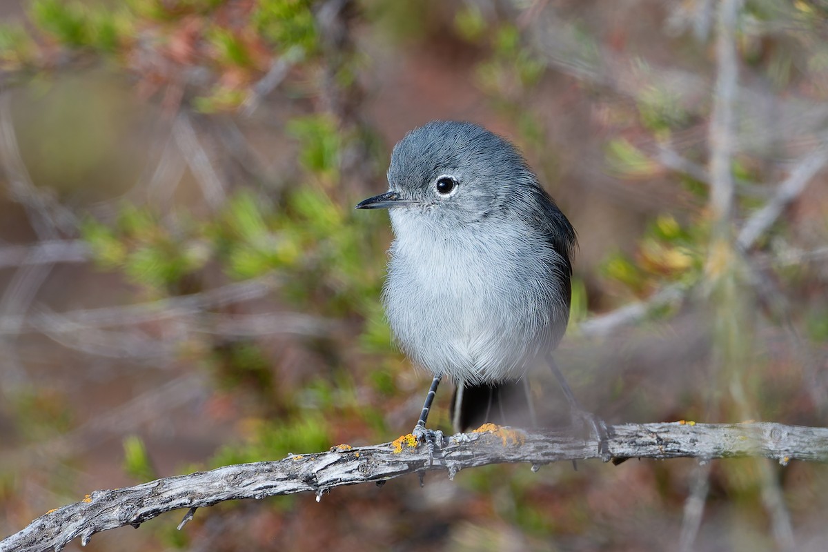 California Gnatcatcher - ML623821908