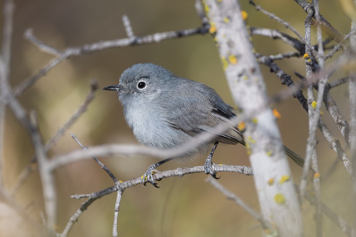 California Gnatcatcher - ML623821909