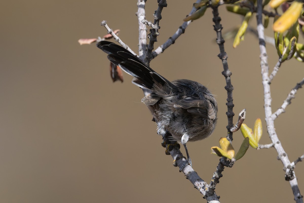 California Gnatcatcher - ML623821911