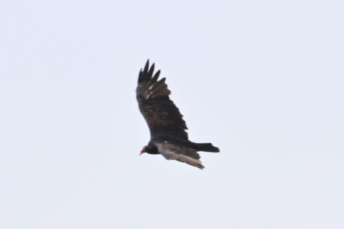 Turkey Vulture - ML623821919