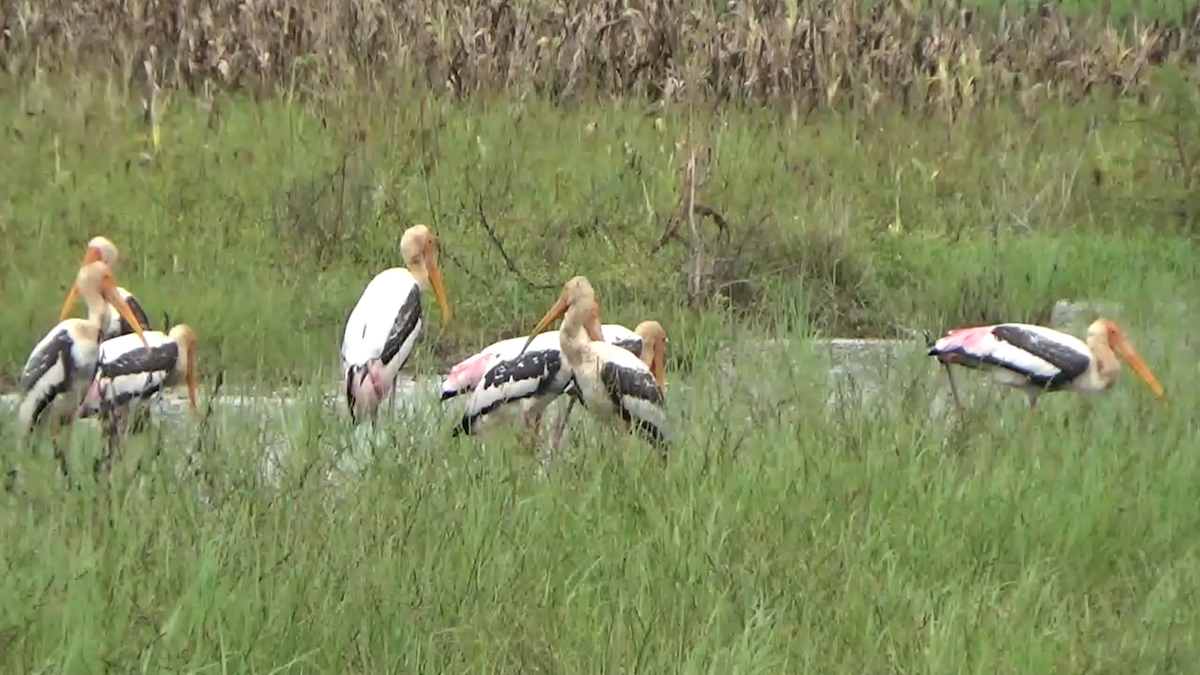 Painted Stork - ML623821933