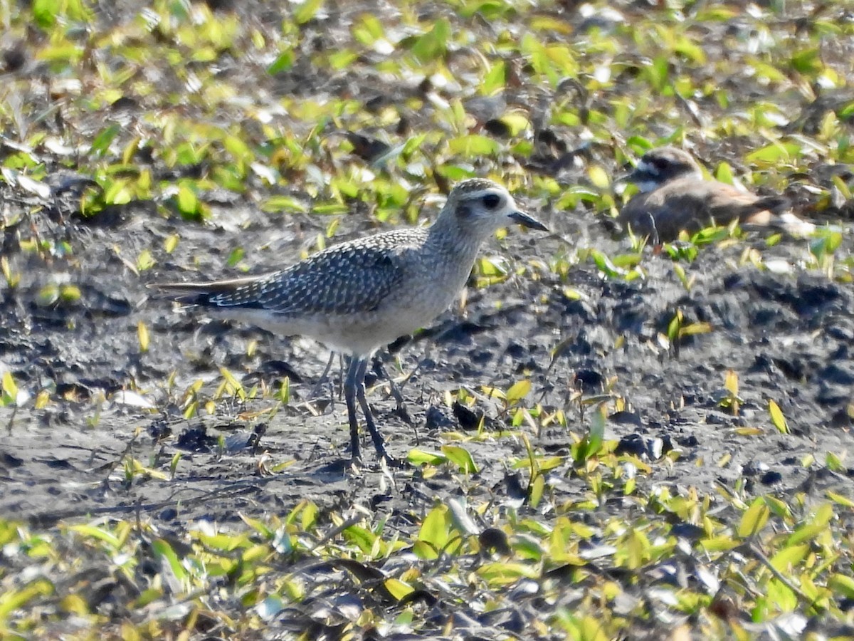 American Golden-Plover - ML623821940