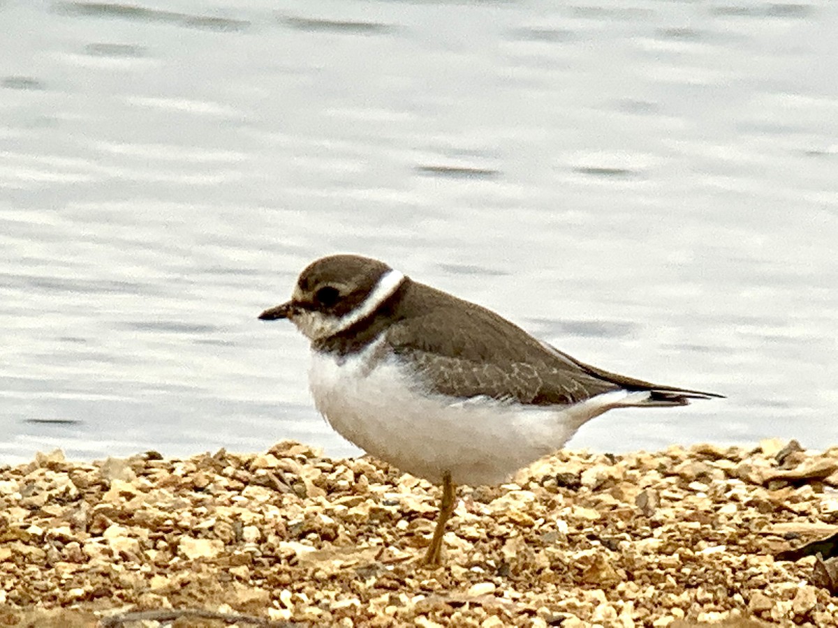 Semipalmated Plover - ML623821950