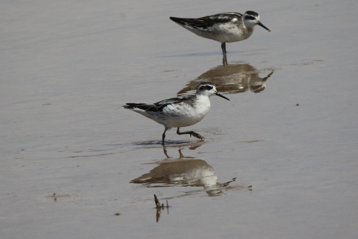 Red-necked Phalarope - ML623821953