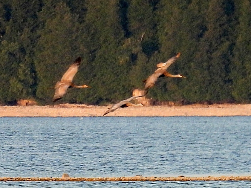 Sandhill Crane - ML623821956