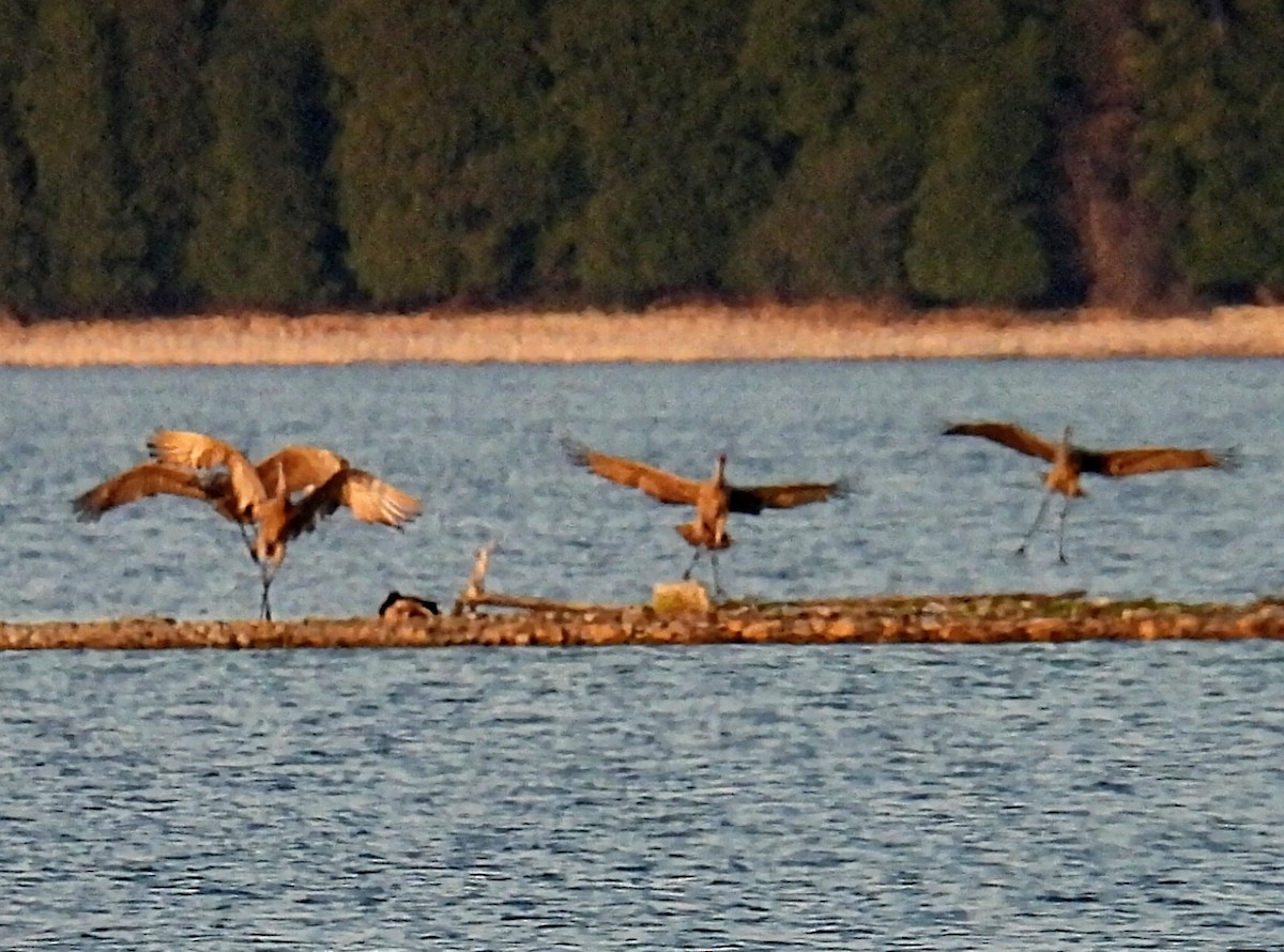 Sandhill Crane - ML623821957