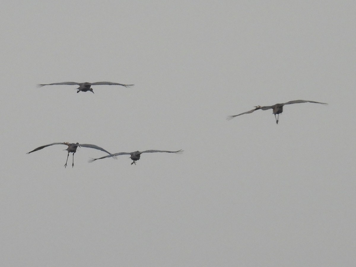 Sandhill Crane - ML623821958