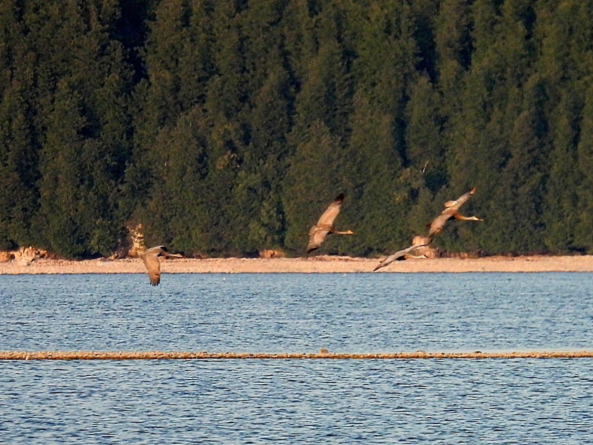 Sandhill Crane - ML623821959