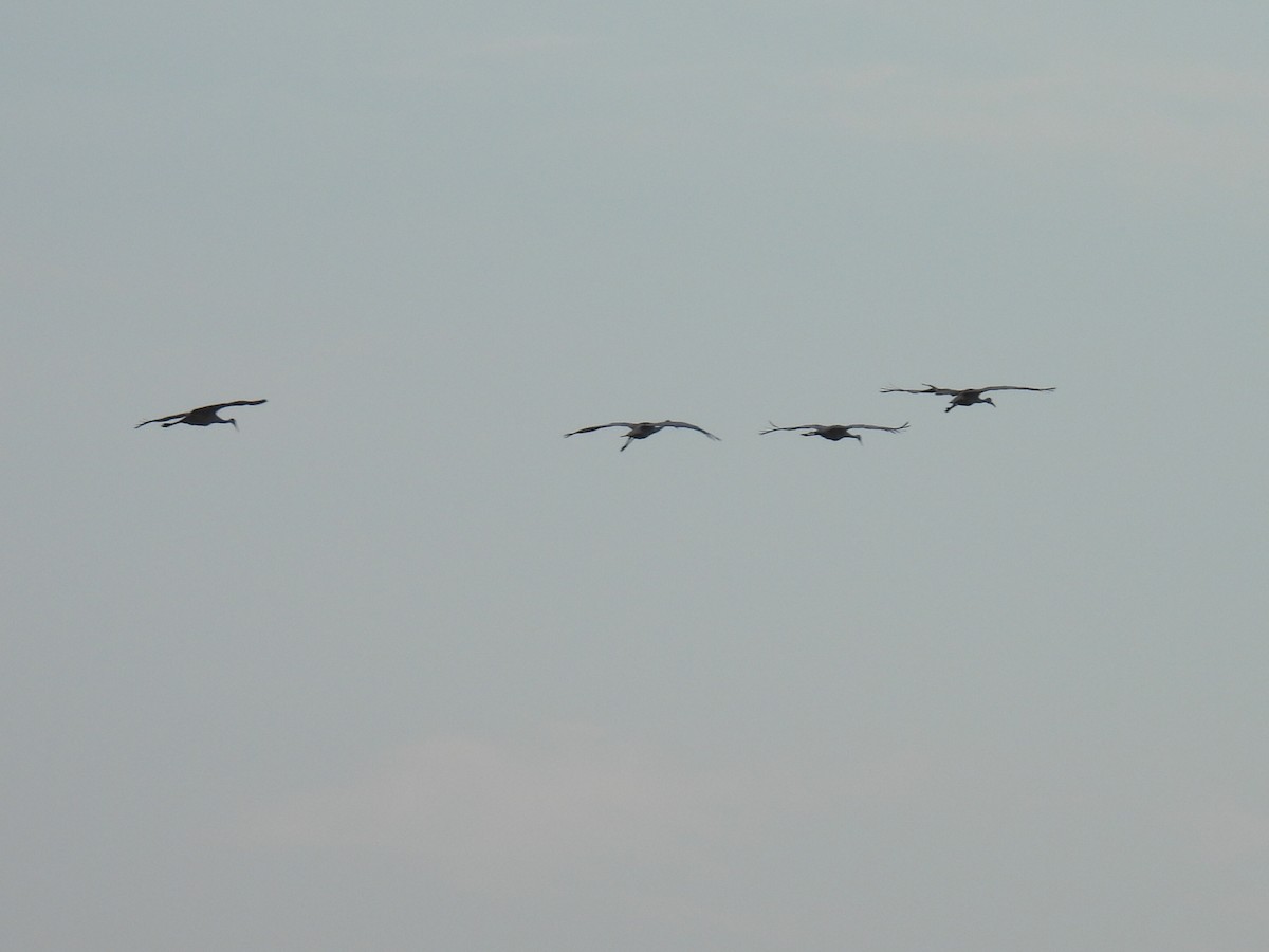 Sandhill Crane - ML623821960