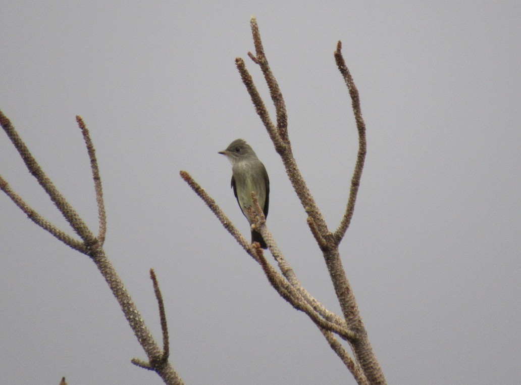 Western Wood-Pewee - ML623821966