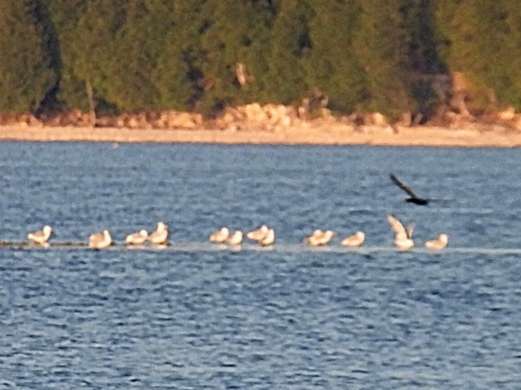 Ring-billed Gull - ML623821968